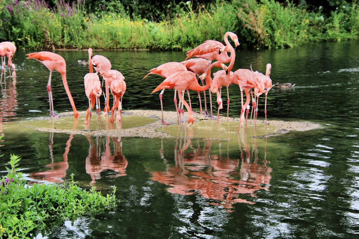A flock of pink flamingos standing on the shore.